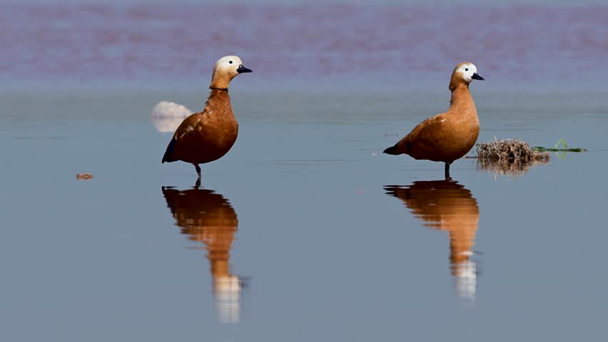 A pair of Ruddy Shelducks (Tadorna ferruginea) rests side-by-side, their vibrant orange plumage mirrored perfectly in the calm river.