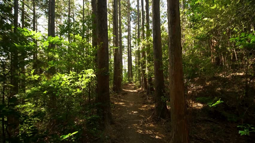 Woodland trail illuminated by warm sunlight filtering through tall trees. Peaceful natural path ideal for hiking and outdoor themes.