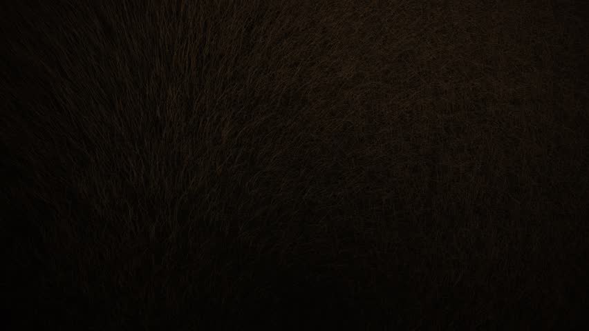 Ultra Realistic Dry Grass Moving In Wind Top Down Cinematic 1080p