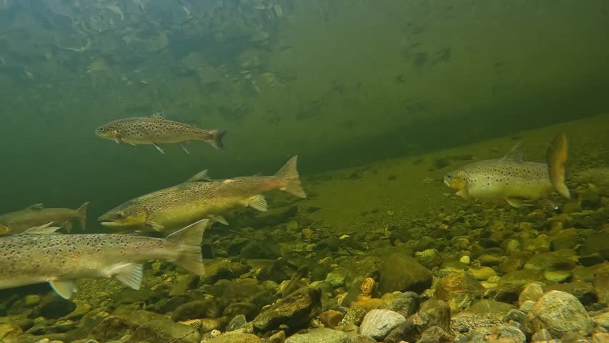 Underwater view of salmon and sea trout resting together in deep pool of Norwegian river