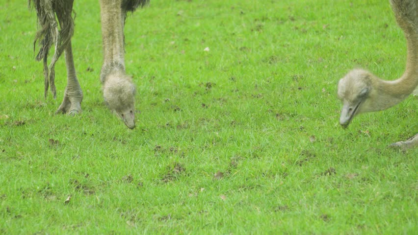 Common Ostrich (Struthio camelus) grazing and eating on green grass in slow motion. Perfect for projects focused on biodiversity, nature conservation, animal behaviour.
