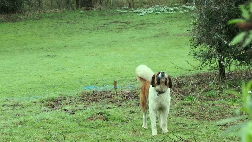 Male St Bernard dog in a field