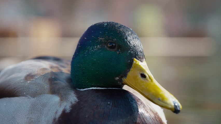 Macro close up of a duck floating in a pond part 2