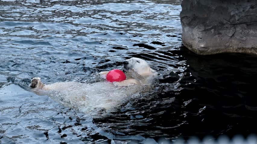 An adult polar bear in captivity in Bremerhaven zoo plays with a red ball in the water in his enclosure