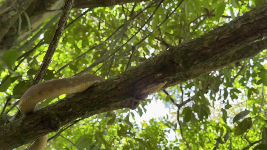 Bothrops insularis snake, known as the Golden lancehead. Endemic to Ilha da Queimada Grande, Brazil