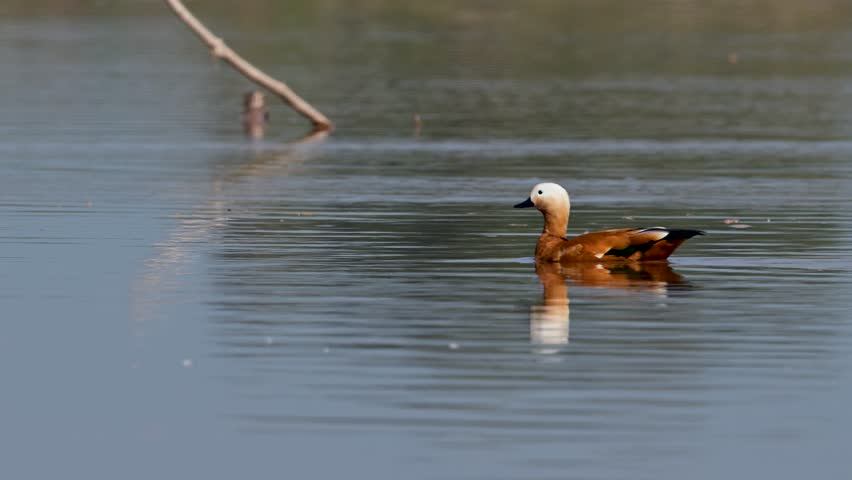 A stunning Ruddy Shelduck is captured in a detailed close-up as it wades through the shallow, clear water of a mountain river.