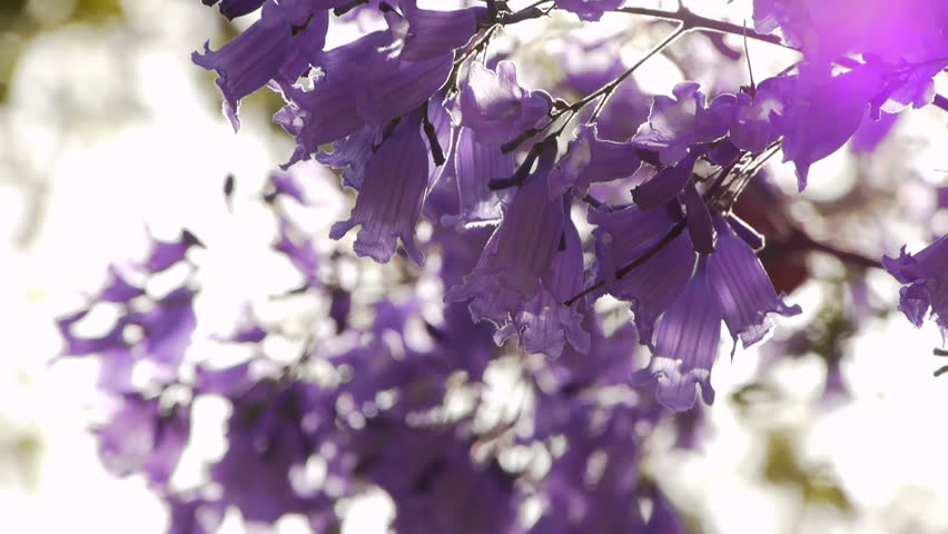 Jacaranda Tree Stock Footage Video (100% Royalty-free) 4014967