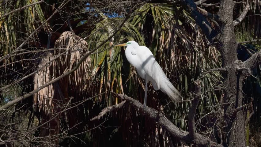 great egret on a branch on a windy day