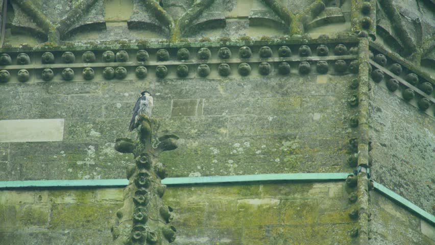 Peregrine falcon resting on the stonework of a historic cathedral. Urban wildlife scene showing a powerful bird of prey perched high on Gothic architecture in the United Kingdom.