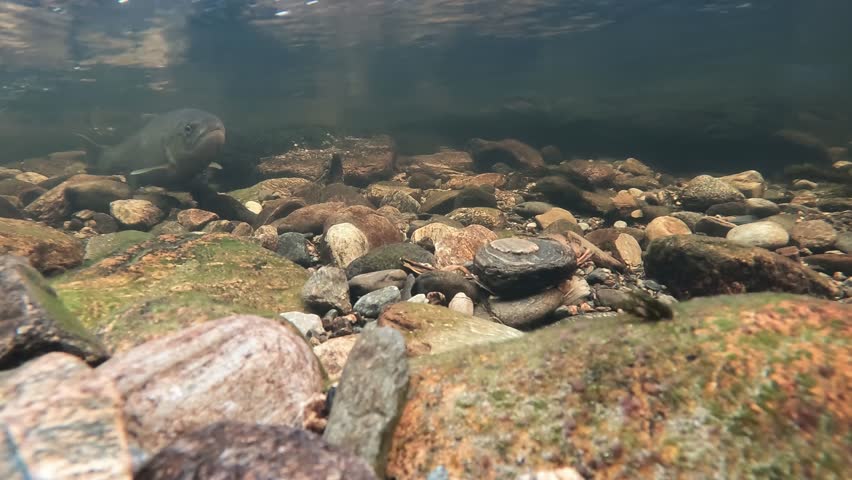 Underwater view of three trout in clear Norwegian river, one beating tail into gravel while others hold against current