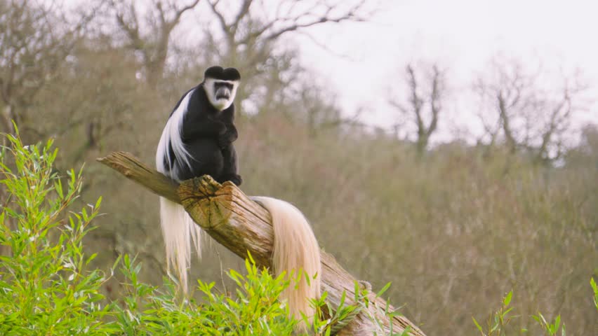 Grumpy looking Black and White Colobus Monkey in tree resting and looking out as camera tracks along. Ideal for videos abouts african wildlife and primate behaviour.