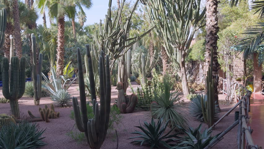 Exotic Cacti and Palm Garden, Colorful Jardin Majorelle, Marrakech, Morocco