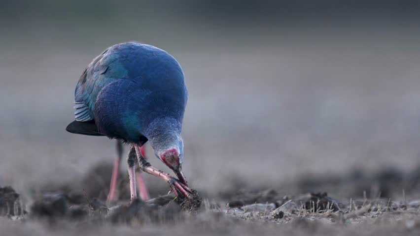 This footage provides an unparalleled look at the physical tools the Grey-headed Swamphen uses to survive in the marsh.