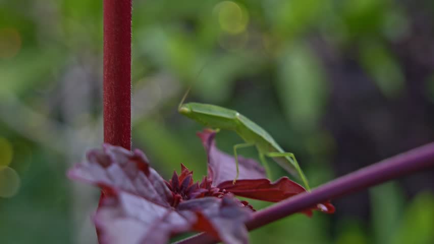Praying Mantis Resting On A Plant - Close Up