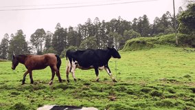 Cow and horse walking on lush grassy field in rural Sao Miguel Azores Portugal - Powered by Shutterstock - Get 15% off with code: PIKWIZARD15