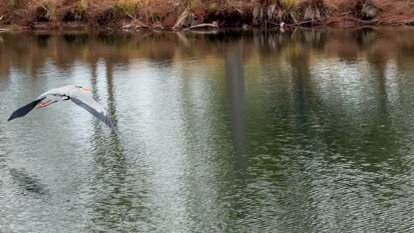Slow motion of a Great blue heron flying across a lake