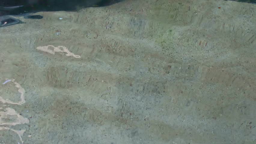 Tracking shot of two playful river otter or Lontra canadensis swimming and frolicking in a man made pond