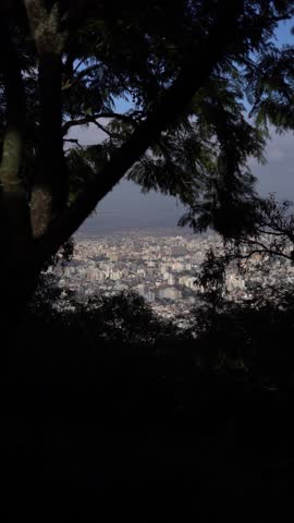 A tree is in the foreground of a cityscape. The city is lit up at night