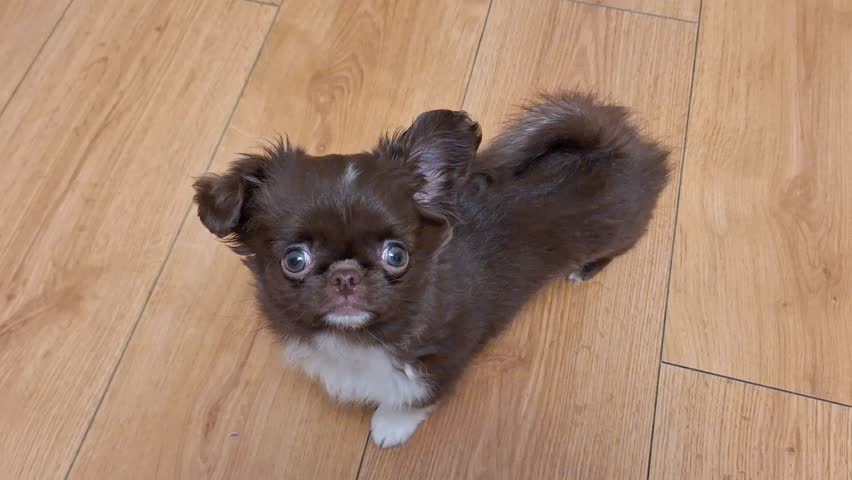 Chihuahua puppy sitting on wooden floor. Dark fur with white chest.