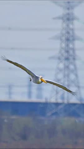 Large Pelican Flying Low Over Water Surface, Majestic Water Bird Soaring Gracefully with Wings Spread, Concept of Freedom, Coastal Wildlife, and Natural Serenity.