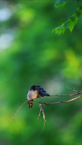 Pair of Small Birds Perched on a Tree Branch, Two Swallows Sitting Together in Nature with Soft Green Bokeh Background, Concept of Togetherness, Wildlife, and Spring Season.