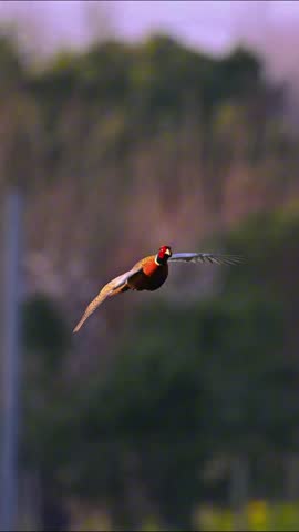 Common Pheasant Flying in the Air with Wings Spread, Colorful Male Ring-necked Pheasant Soaring Over Forest, Concept of Wildlife, Hunting Season, and Natural Beauty.