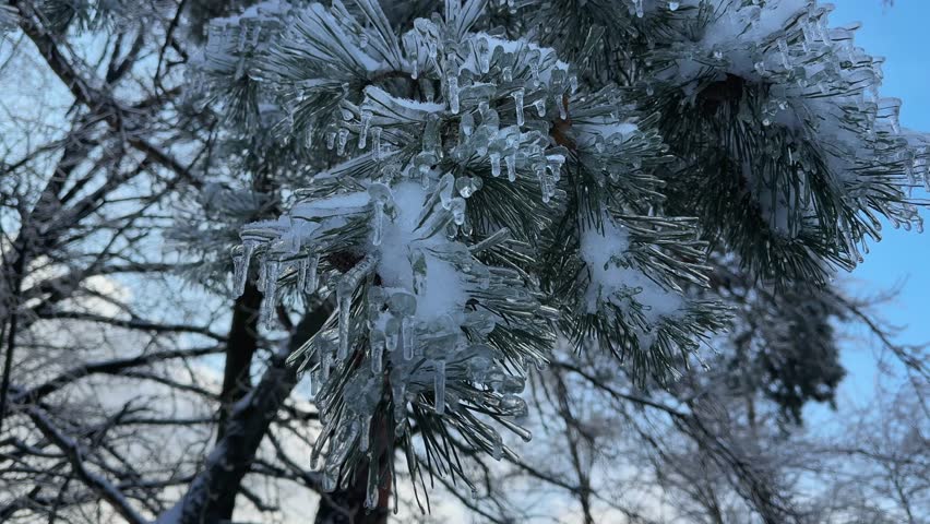Pine branches covered with snow and ice crust with icicles after a freezing rain and next snowfall in winter forest, view close-up while moving backwards against the sky and other trees 
