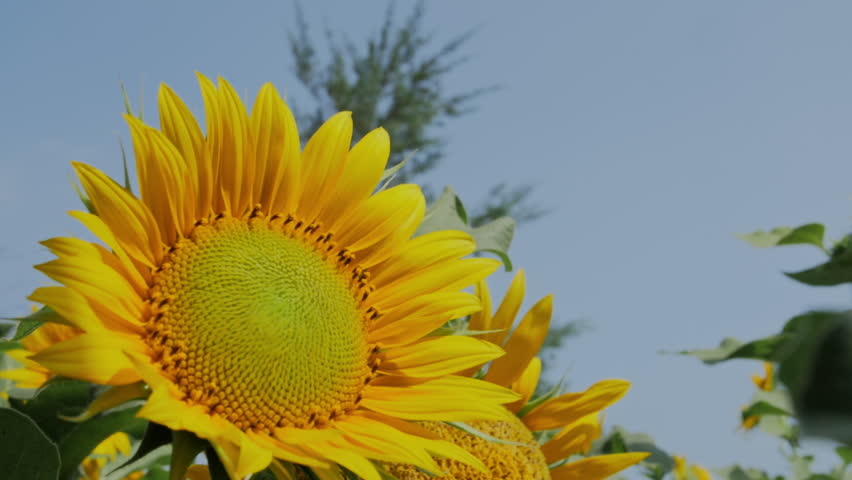 Macro close-up of vibrant yellow sunflower with detailed seeds and petals against soft blue sky background, symbolizing summer and growth.
