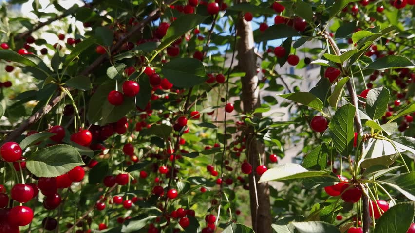 Sour cherry branches with ripe red berries among the leaves in sunny weather 
