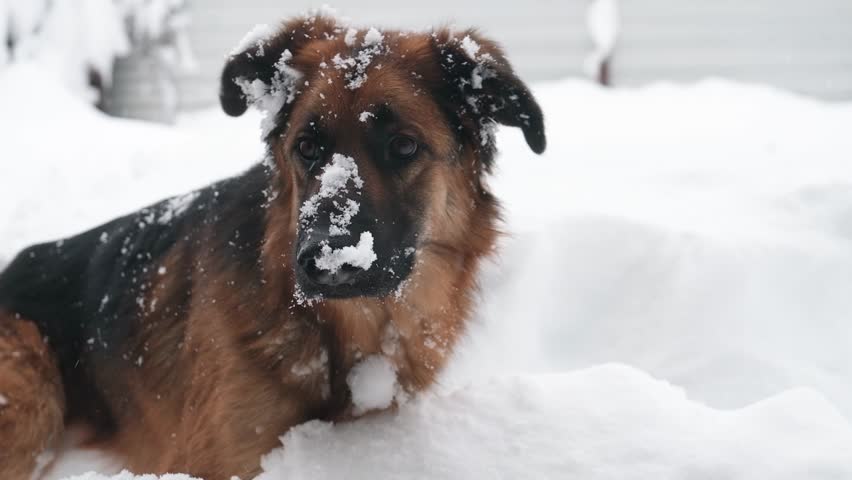 Gorgeous German Shepherd dog sitting in the backyard enjoying heavy snow looking attentively away, running to the snowdrift