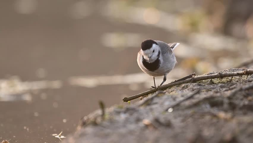 A White Wagtail is captured in a high-speed forage, showcasing its characteristic tail-bobbing and agile movements in a misty wetland.