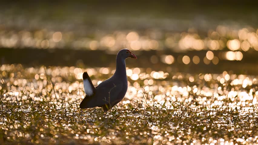 The environment is filled with a warm, hazy glow, making the colorful swamphen appear almost ethereal.