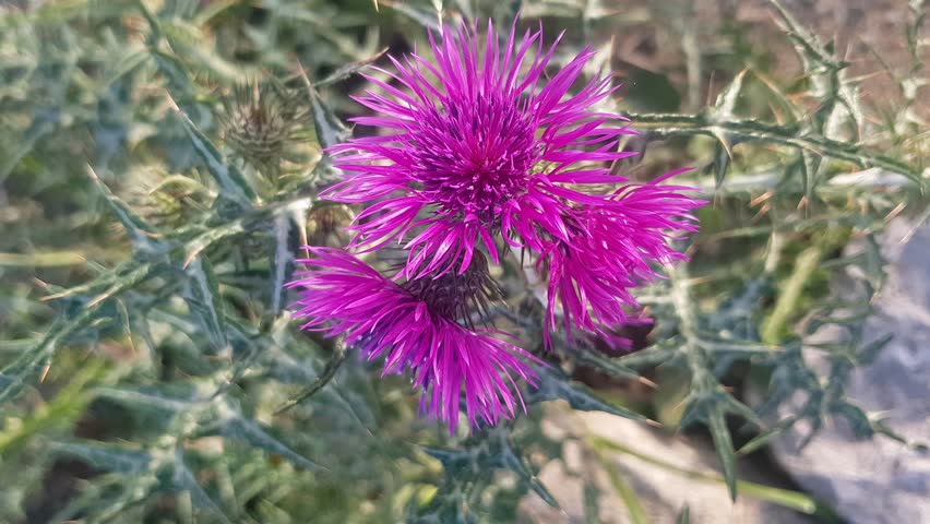 A close-up view of a delicate pink wildflower in full bloom showcases its fine petals, vibrant color, intricate patterns, soft texture, gentle curves, and delicate center.