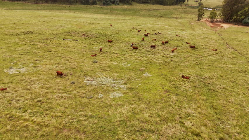 Aerial view of cattle grazing in open rural grass field landscape