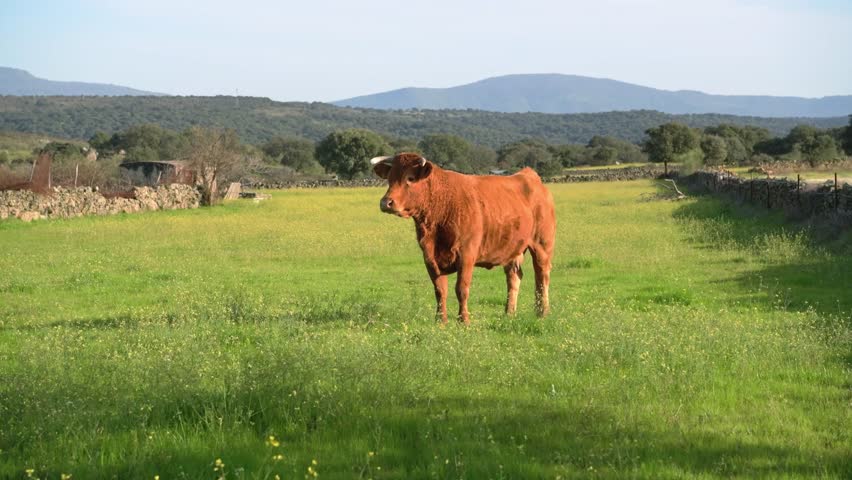 Single brown cow standing on lush green pasture with rolling hills and stone walls in background under clear daylight. Rural landscape and livestock farming concept in spring.
