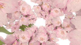 Cherry Blossom Tunnel Background and Loop - Powered by Shutterstock - Get 15% off with code: PIKWIZARD15