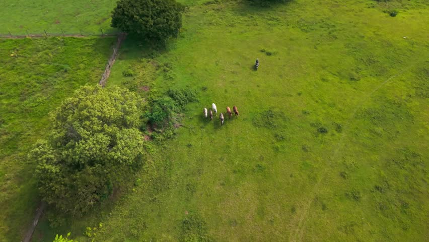 Aerial top down view of a cowboy leading a herd of horses across a lush green pasture in colombia