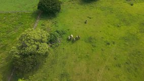 Aerial top down view of a cowboy leading a herd of horses across a lush green pasture in colombia - Powered by Shutterstock - Get 15% off with code: PIKWIZARD15