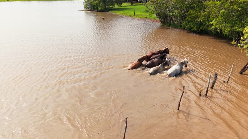 High angle view of a herd of horses walking through murky water toward a green riverbank