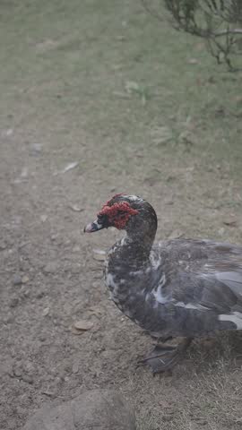 A Muscovy duck, with its distinctive red facial caruncles, standing gracefully in a natural setting