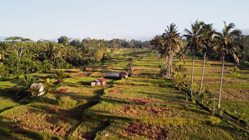 Aerial view of Bali countryside with wide rice paddies, palm tree corridor and small village houses near dense tropical forest. Warm morning sunlight spreads across farmland.