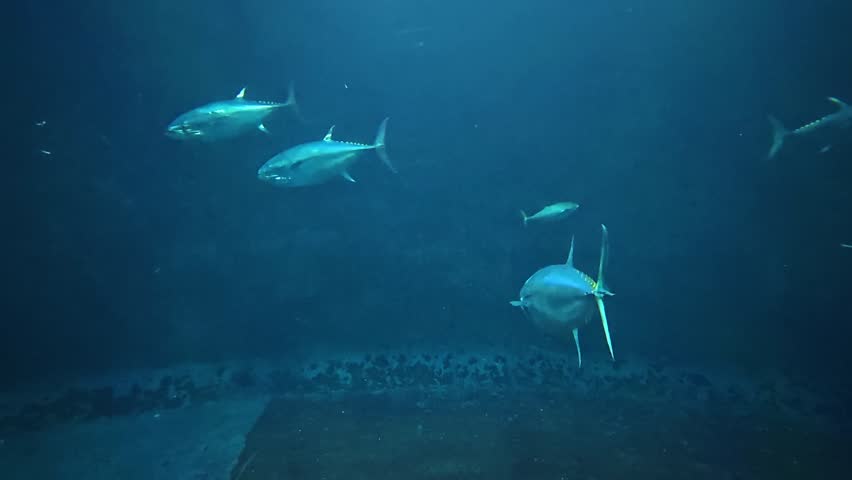 Large tuna swim gracefully in a massive aquarium tank, moving in slow formation through deep blue water. Their powerful bodies and steady motion create a majestic and immersive underwater atmosphere. This footage is suitable for marine documentaries, seafood and sushi concepts, fisheries industry presentations, sustainability and ocean conservation themes, or economic topics related to global trade and marine resources. The calm yet powerful movement also works well as an ambient deep-sea background.