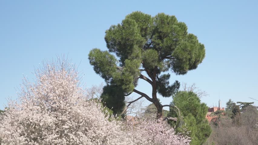 Beautiful spring landscape featuring blossoming almond trees with white and pink flowers next to a tall, green stone pine on a sunny day