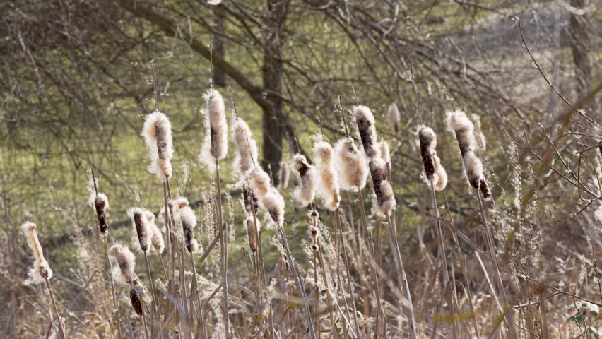 Tall cattails moving gently in bright natural light. Peaceful wetland scene with soft background and floating seeds.