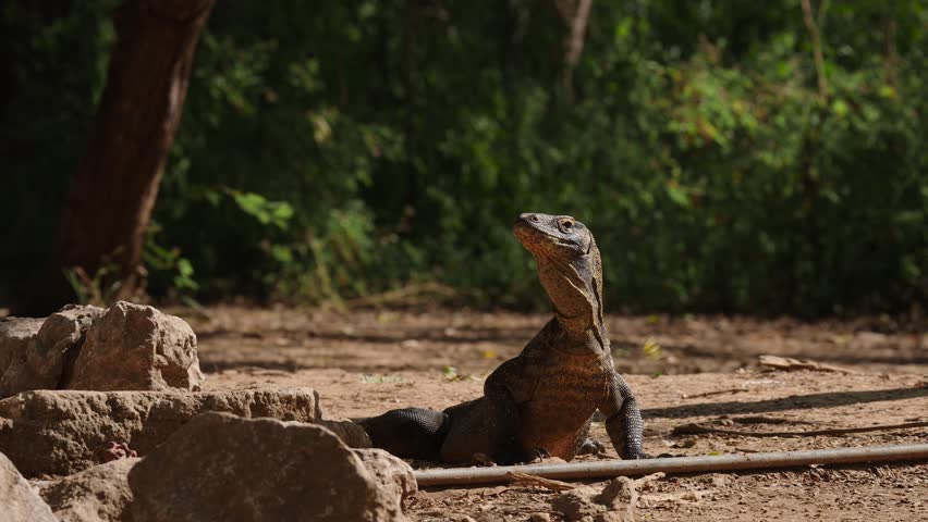 Large Komodo dragon sitting still and observing the environment while playful butterflies fly around his body