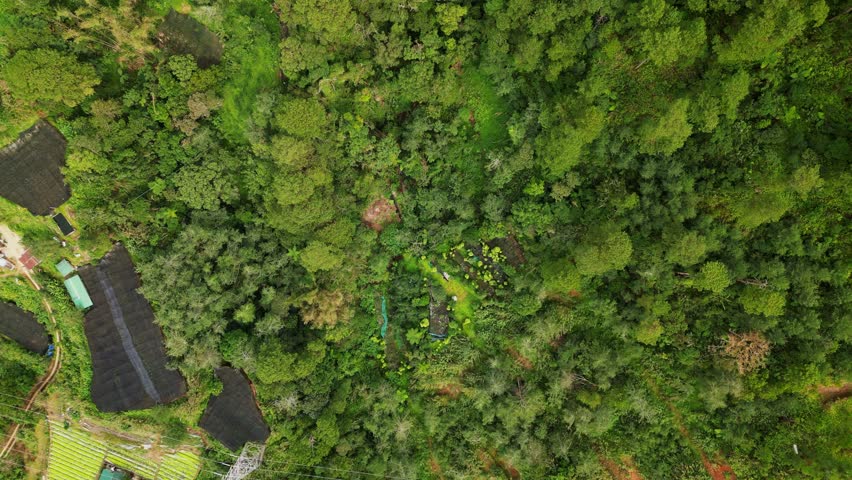 Aerial reveal of terraced, hillside farmlands amid lush mountain foliage at Benguet Province, Philippines