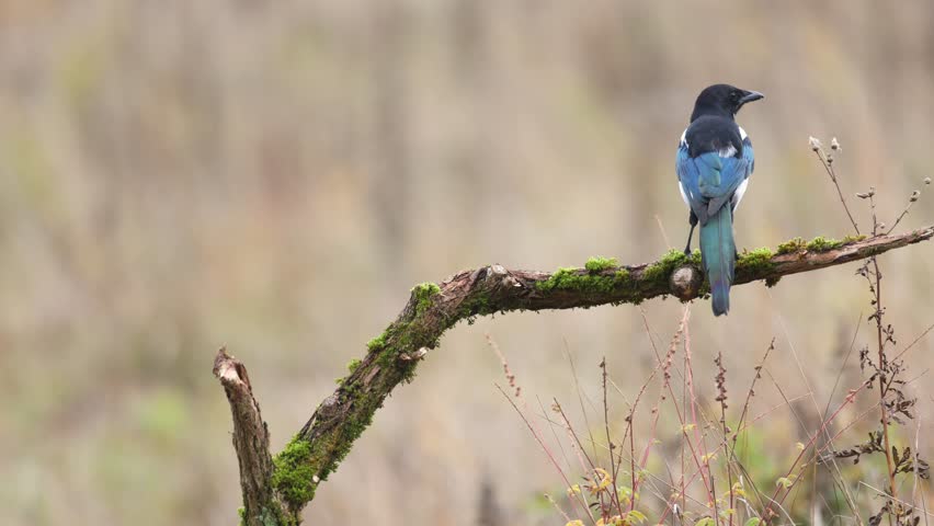 Bird - Common magpie Pica pica, very smart and clever birds with black and white plumage on blurred background, autumn time Poland Europe