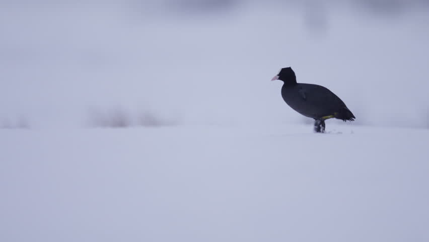 Black eurasian coot walking across snow covered ground in a heavy snowstorm, tracking shot