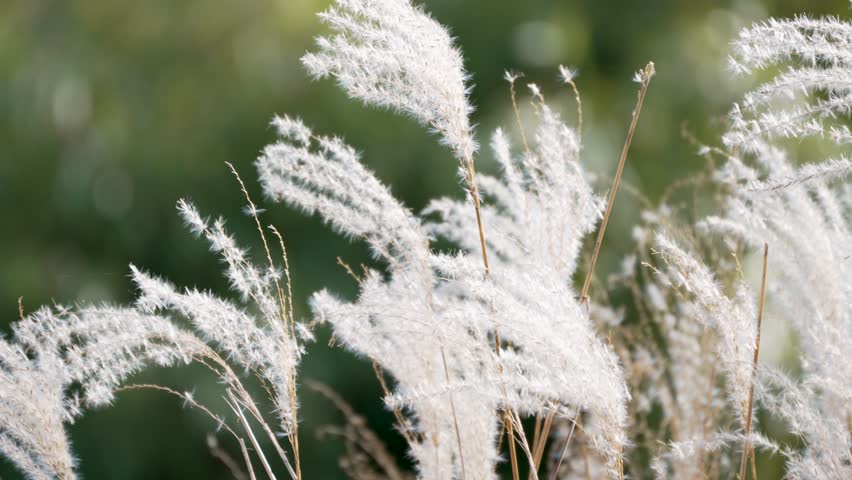 Soft white reed plumes moving gently against blurred green background. Peaceful natural motion captured in daylight.