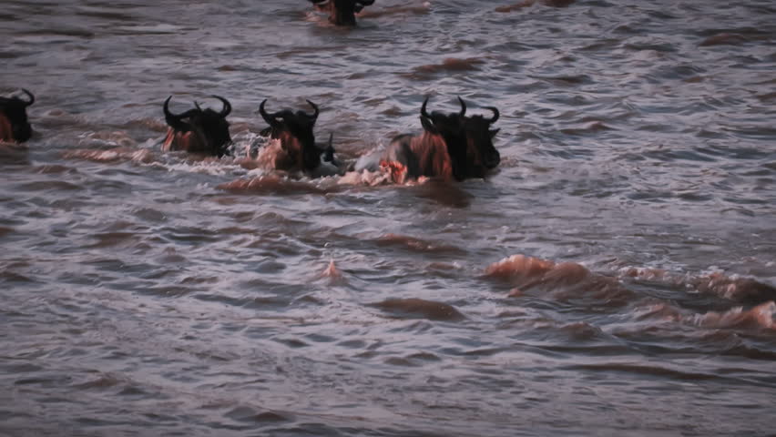 Intense wildebeest river crossing during the Great Migration in Serengeti National Park at sunset. Frantic herd battles currents and lurking Nile crocodiles in dramatic African wildlife scene.